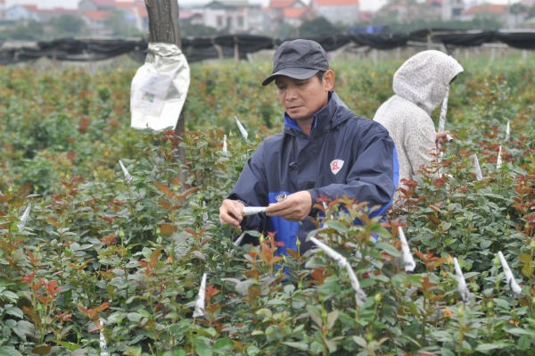 Tay Tuu flower village in Spring - ảnh 11